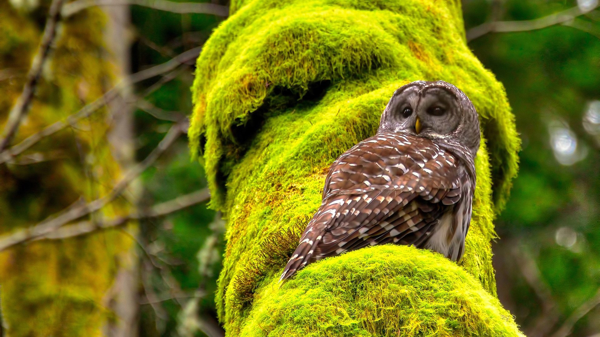 2026世界杯焦点战,爱尔兰绝境重生,生死战力克喀麦隆