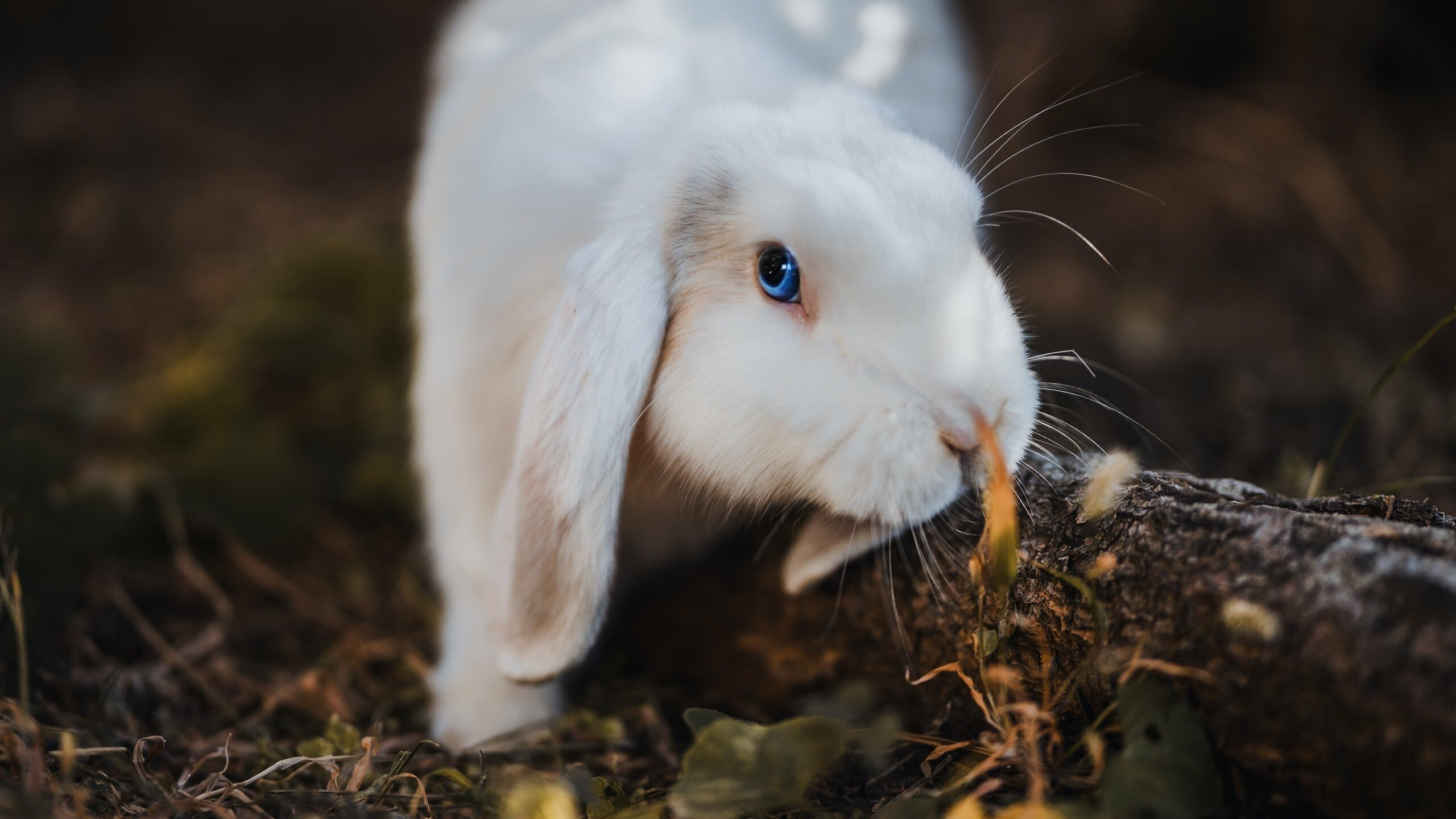 阿劳霍,攻防转换的隐形引擎,几内亚奇迹逆转勒沃库森的战术密码
